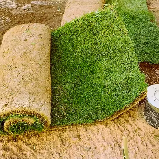 عشب طبيعي ثيل طبيعي